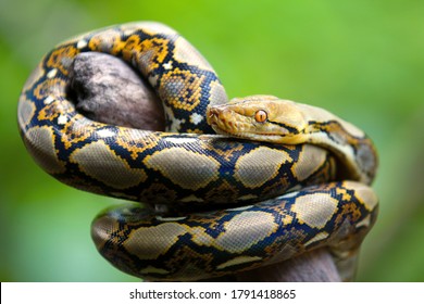 The reticulated python (Malayopython reticulatus) is native to South Asia and Southeast Asia. It is the world's longest snake. - Shutterstock ID 1791418865