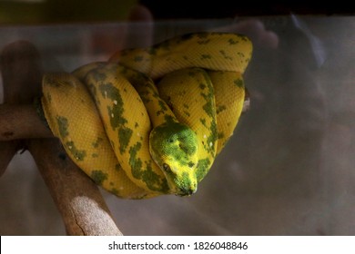 Reticulated Python Malayopython Reticulatus Native South Stock Photo ...