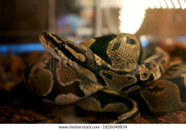 Python Reticuler Reticulated Python Malayopython Reticulatus Native South Stock Photo ...