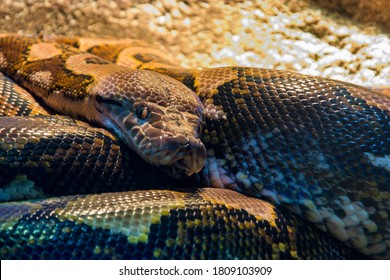 Python Reticuler Reticulated Python Malayopython Reticulatus Species Snake Stock Photo ...