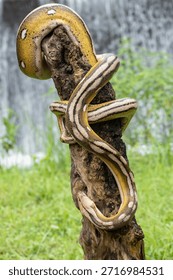 Reticulated python morph with four combined genetic traits—tiger, mottle, platinum, sunfire—displayed on natural wood.