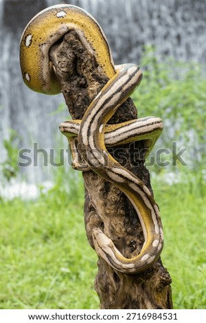 Reticulated python morph with four combined genetic traits—tiger, mottle, platinum, sunfire—displayed on natural wood.