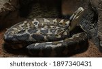 Reticulated Python is one of the favourite exotic pet