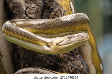 Reticulated python with platinum sunfire tones and tiger mottle pattern, resting on a log in a controlled environment.