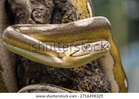 Reticulated python with platinum sunfire tones and tiger mottle pattern, resting on a log in a controlled environment.