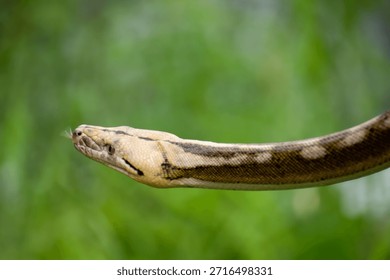 Reticulated python with rare tiger mottle platinum sunfire coloration captured in detailed wildlife photography.