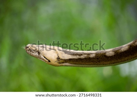Reticulated python with rare tiger mottle platinum sunfire coloration captured in detailed wildlife photography.