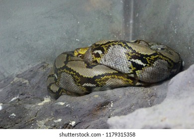 Reticulated Python Python Reticulatus Stock Photo 1179315358 | Shutterstock