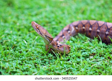 Reticulated Python Python Reticulatus Stock Photo 340525547 | Shutterstock