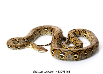 Netzpython High Res Stock Images Shutterstock