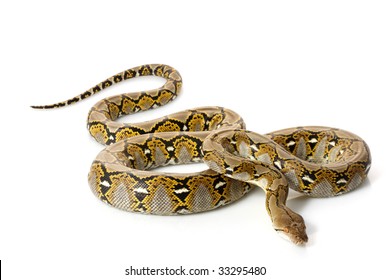 20,477 Python isolated snake Images, Stock Photos & Vectors | Shutterstock