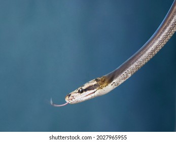 Reticulated Python Python Reticulatus On Blue Stock Photo 2027965955 ...