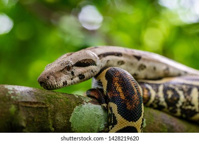 149 Snake sanca Images, Stock Photos & Vectors | Shutterstock