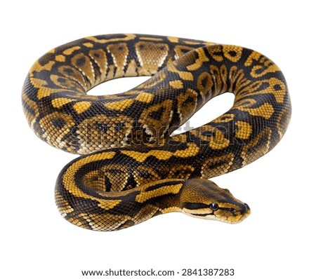 Reticulated Python Single Reticulated Python Isolated On White Background