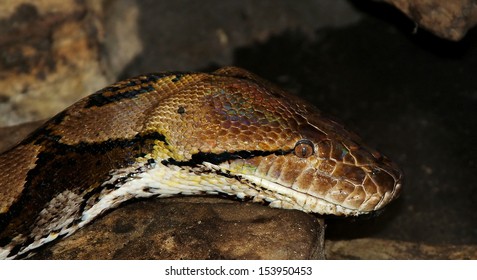 8,888 imágenes de Python reticulado - Imágenes, fotos y vectores de ...