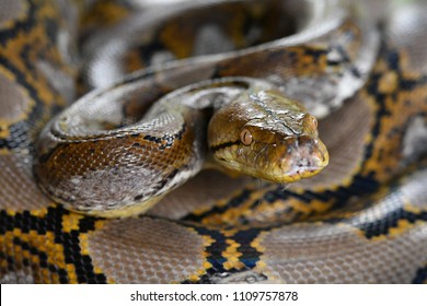 Reticulated python Snake of Borneo | Python reticulatus - Shutterstock ID 1109757878