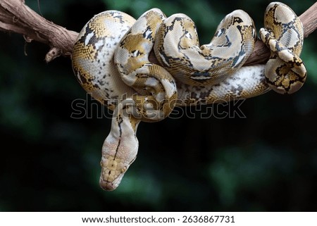 Reticulated Python snake sleeping on branch, Pythonidae snake closeup on branch