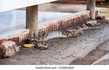 reticulated python sneaks into house - Shutterstock ID 1766841824
