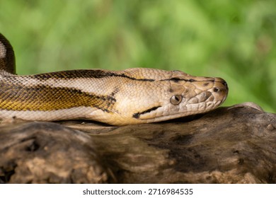 Reticulated python with striking tiger mottle platinum sunfire morph, lying on a log and showcasing vivid reptile patterns.
