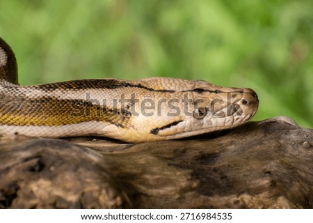 Reticulated python with striking tiger mottle platinum sunfire morph, lying on a log and showcasing vivid reptile patterns.