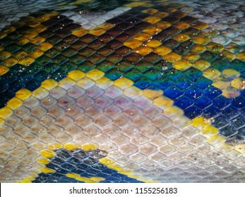 Reticulated Python Texture Skin Soft Focus Stock Photo 1155256183 