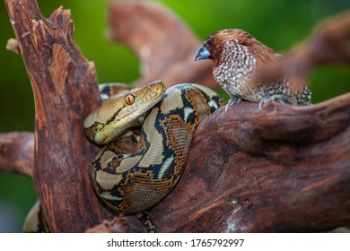 Reticulated pythons or reticulated batik or also called northeast pythons are a type of snake from the Pythonidae tribe that is large and has the longest body size among other snakes. - Shutterstock ID 1765792997