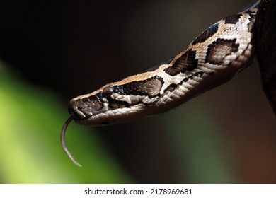 Reticulated pythons, the longest snake species in the world, have a wide habitat and are able to adapt to urban environments. - Shutterstock ID 2178969681