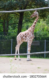 Reticulated Somali Giraffes In The Zoo