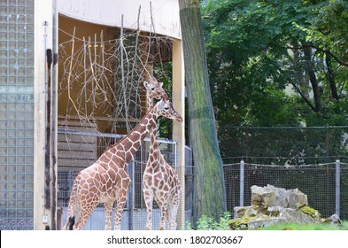 Reticulated Somali Giraffes In The Zoo