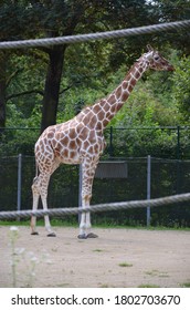 Reticulated Somali Giraffes In The Zoo