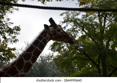 Reticulated Somali Giraffes In The Zoo