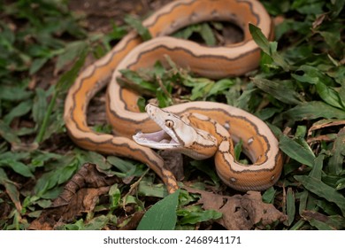 Reticulatus python morph albino motley orange glow, Reticulatus python snake, Reticulatus python  ready to attack - Powered by Shutterstock