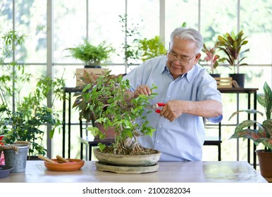 Retired grandfather use scissors to decorate the branches of a new bonsai tree. The morning atmosphere in the greenhouse planting room. - Powered by Shutterstock