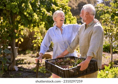 Retired Senior Couple Working In Vegetable Garden Or Allotment Carrying Tray Of Beets - Powered by Shutterstock