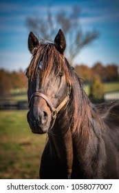 Retired Thoroughbred Race Horse.