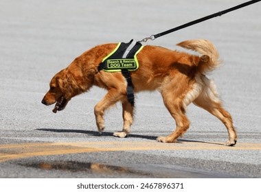 Retriever dog of the canine unit for searching for missing people during disastrous events