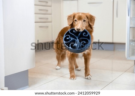 Retriever dog holding a slow bowl in it's mouth in the kitchen. Hungry dog wants food. 