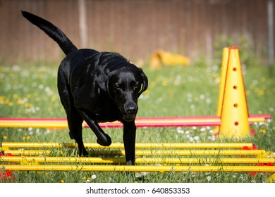 Retriever, Flat, Coated, Dog, Cavaletti Training, Physiotherapy