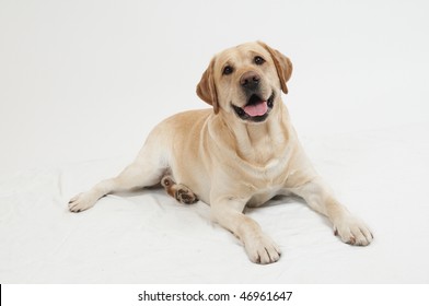 Retriever Labrador dog of a yellow ivory creme shade in studio