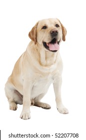 Retriever Labrador dog of a yellow ivory creme shade in studio isolated