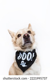 Retriever Labrador Mixed Breed Yellow Shepherd Chow Wearing Spooky Halloween Ghost Bandana Costume Apparel Celebrating Dressed Up Looking Funny Scared Face Isolated In Studio On White Background