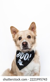 Retriever Labrador Mixed Breed Yellow Shepherd Chow Wearing Spooky Halloween Ghost Bandana Costume Apparel Celebrating Dressed Up Looking Funny Scared Face Isolated In Studio On White Background