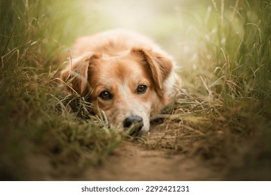 Retriever mixed breed dog lies in the grass. He put his head on the ground. Dog in sommer. - Shutterstock ID 2292421231