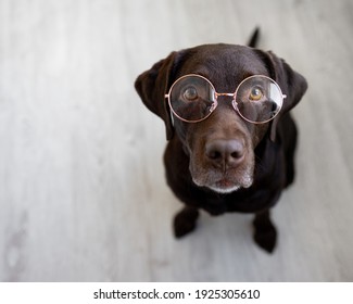 retriever pet dog wearing round nose glasses, labrador retriever wearing glasses, smart dog training, student, chocolate labrador, teach dog not obeying