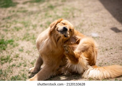 Retriever scratching the back of his neck with a pleasant face. Dogs with smiling faces make viewers happy. - Powered by Shutterstock