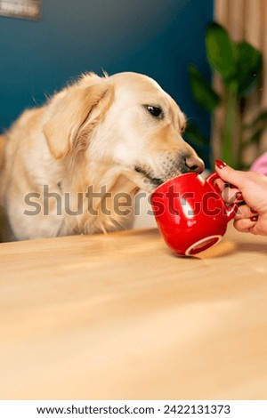 a retriever sits at a table and drinks water from a red cup from the hands of his mistress