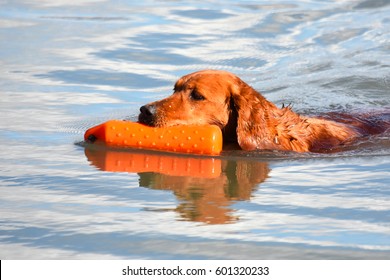 Retriever Training - Gun Dog 