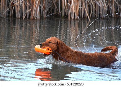 Retriever Training - Gun Dog 