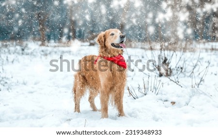 retriever walk at the snow in winter park