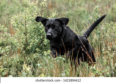 Retrievers Labrador Gundog Gun Dog Training